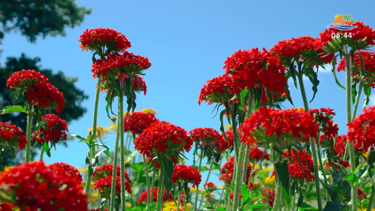 Watch Travel Guide TV